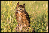 Great Horned Owl