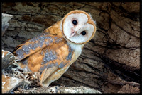 Barn Owl Baby