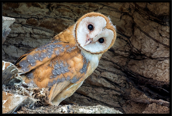 Barn Owl Baby