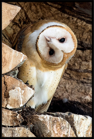 Barn Owl Baby