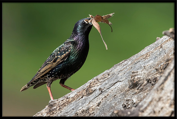 European Starling With Nesting Material