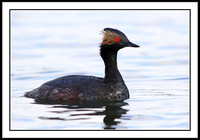 Eared Grebe