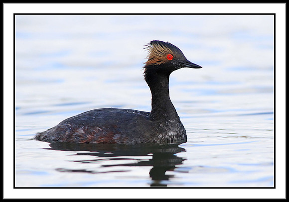 Eared Grebe