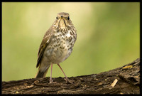Hermit Thrush