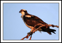Osprey