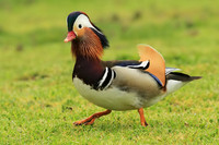 Mandarin Duck