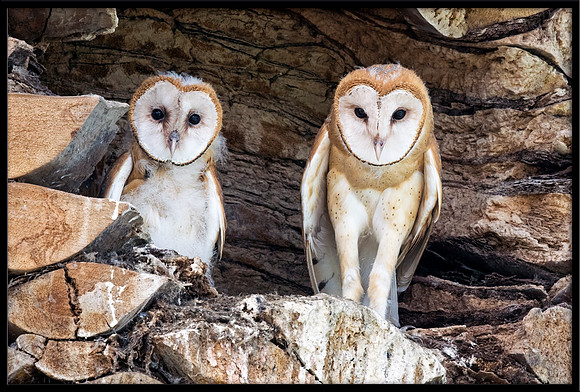 Barn Owl Babies