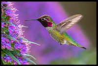 Anna's Hummingbird