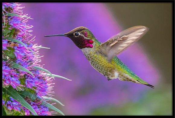 Anna's Hummingbird