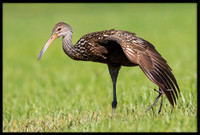 Limpkin