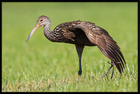 Limpkin