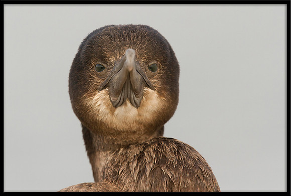 Double-crested Cormorant (juvi)