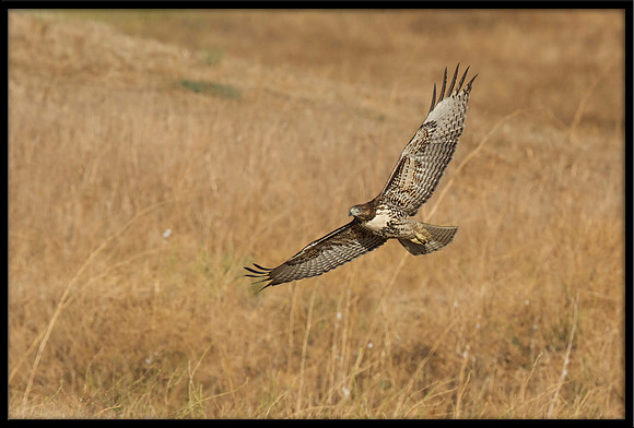 Red-tailed Hawk