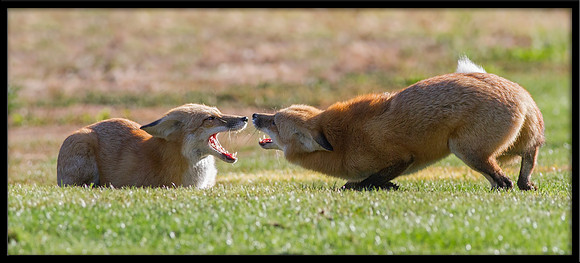 Red Fox fight