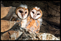 Barn Owl Babies