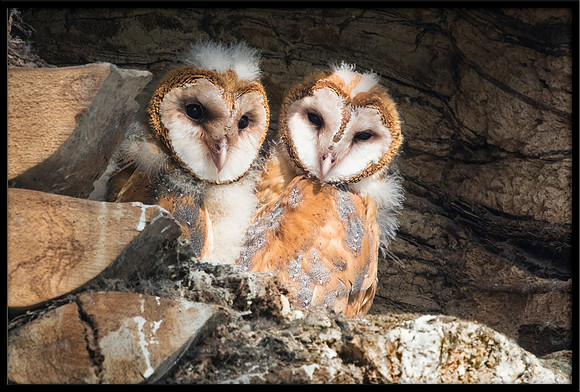 Barn Owl Babies