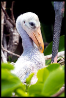 Wood Stork Chick