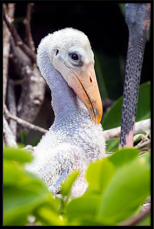Wood Stork Chick
