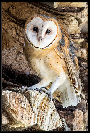 Barn Owl Baby