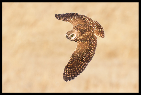 Burrowing Owl