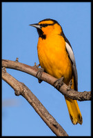 Bullock's Orioles