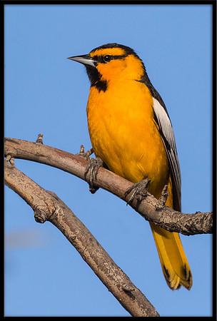 Bullock's Oriole