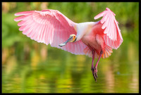 Roseate Spoonbills