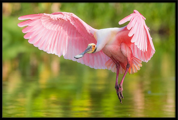 Roseate Spoonbill