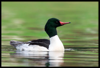 Common Merganser (m)