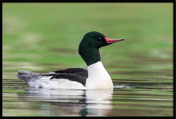 Common Merganser (m)
