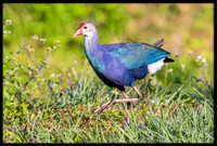 Purple Swamphen
