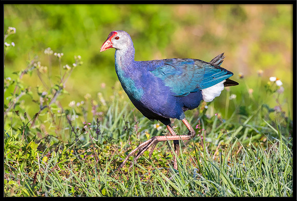 Purple Swamphen