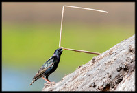 European Starling With Nesting Material