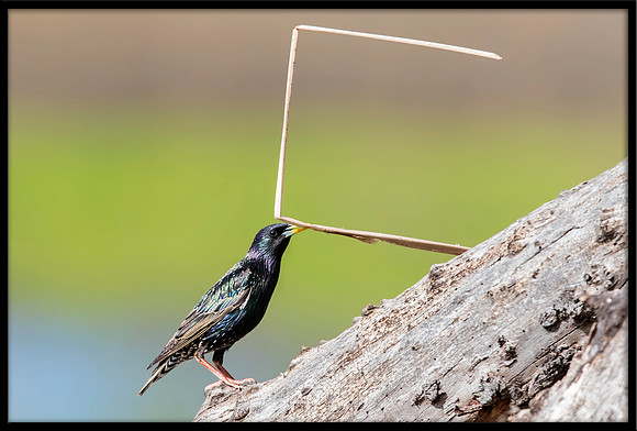 European Starling With Nesting Material