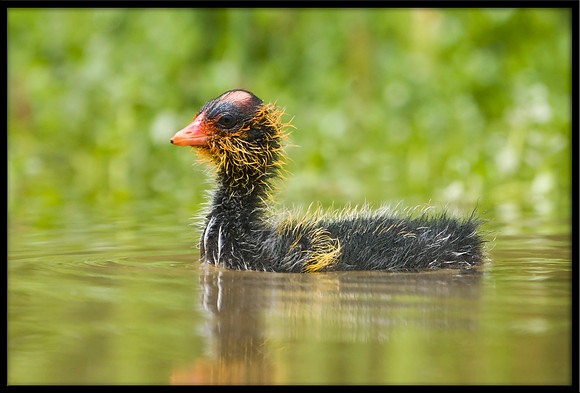 Coot chick