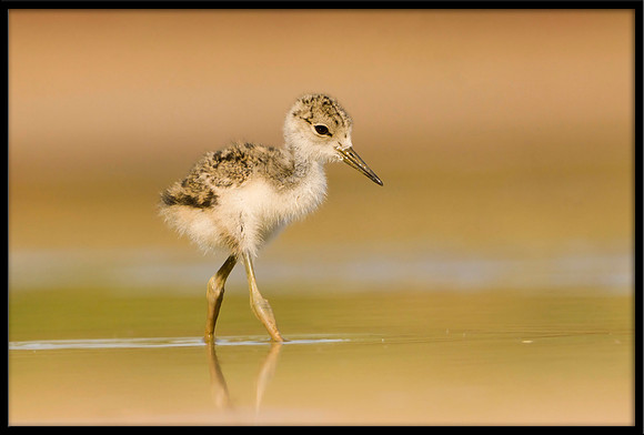 Black-necked Stilt chick