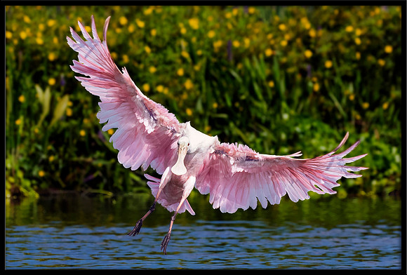 Roseate Spoonbill