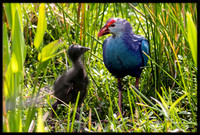 Purple Swamphen With Chick