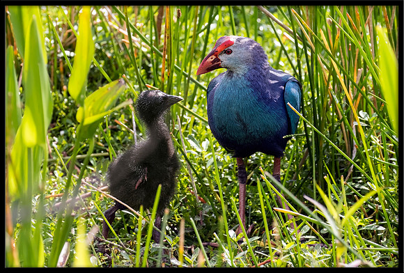 Purple Swamphen With Chick