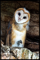 Barn Owl Baby