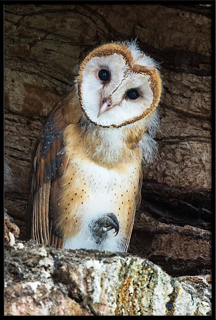 Barn Owl Baby