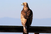 Golden Eagle