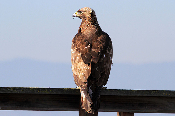 Golden Eagle