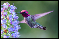 Anna's Hummingbird