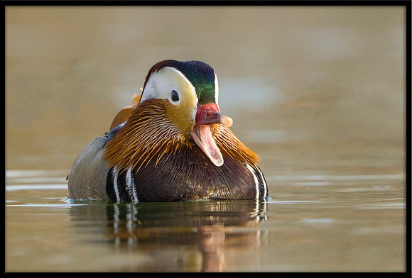 Mandarin Duck