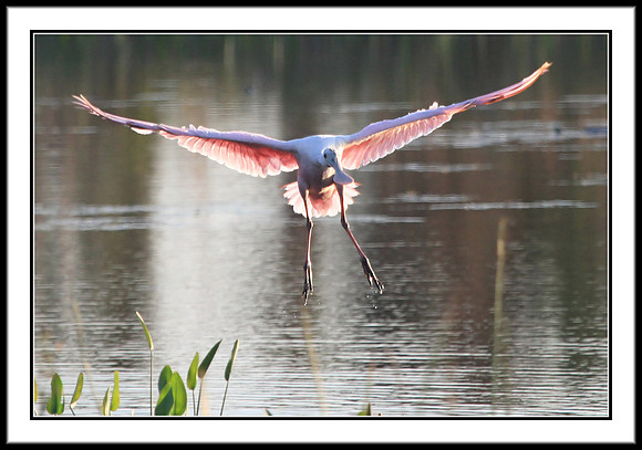 Spoonbill