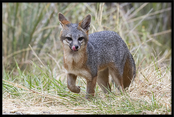 Grey Fox