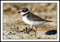 Semipalmated Plover