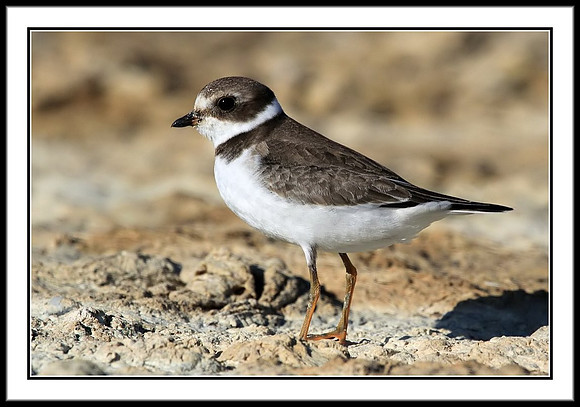 Semipalmated Plover