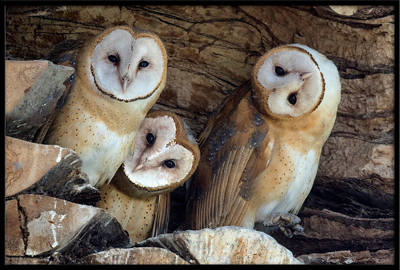 Barn Owl Babies